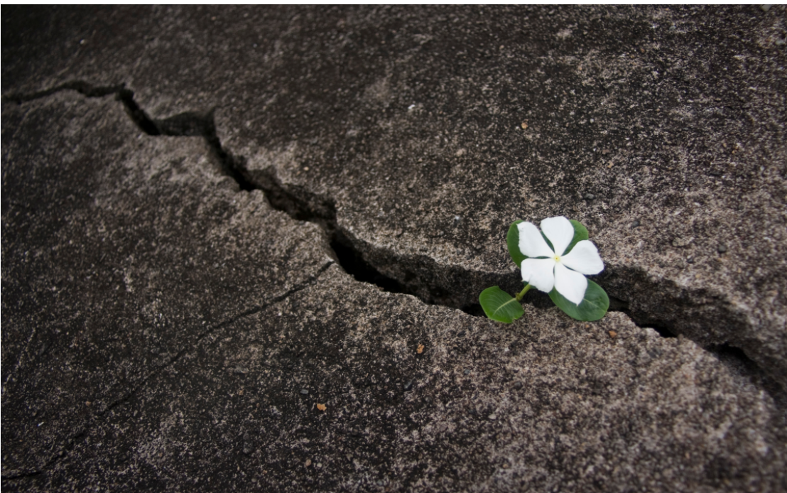White flower growing through a crack in dark pavement, symbolizing personal strengths, resilience, and growth.
